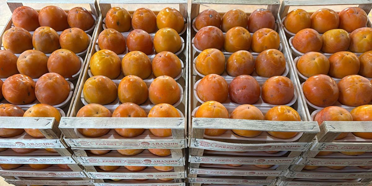 Meno volumi, più qualità: la stagione del cachi in Romagna